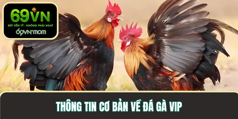 Thông tin cơ bản về đá gà VIP